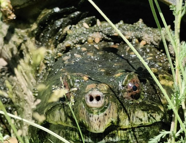 Tortuga serpentina frontal