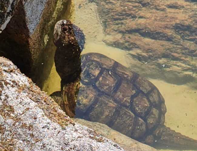 Tortuga serpentina agua